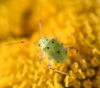 Lygus pratensis